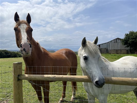 Horses in the nearby paddock 